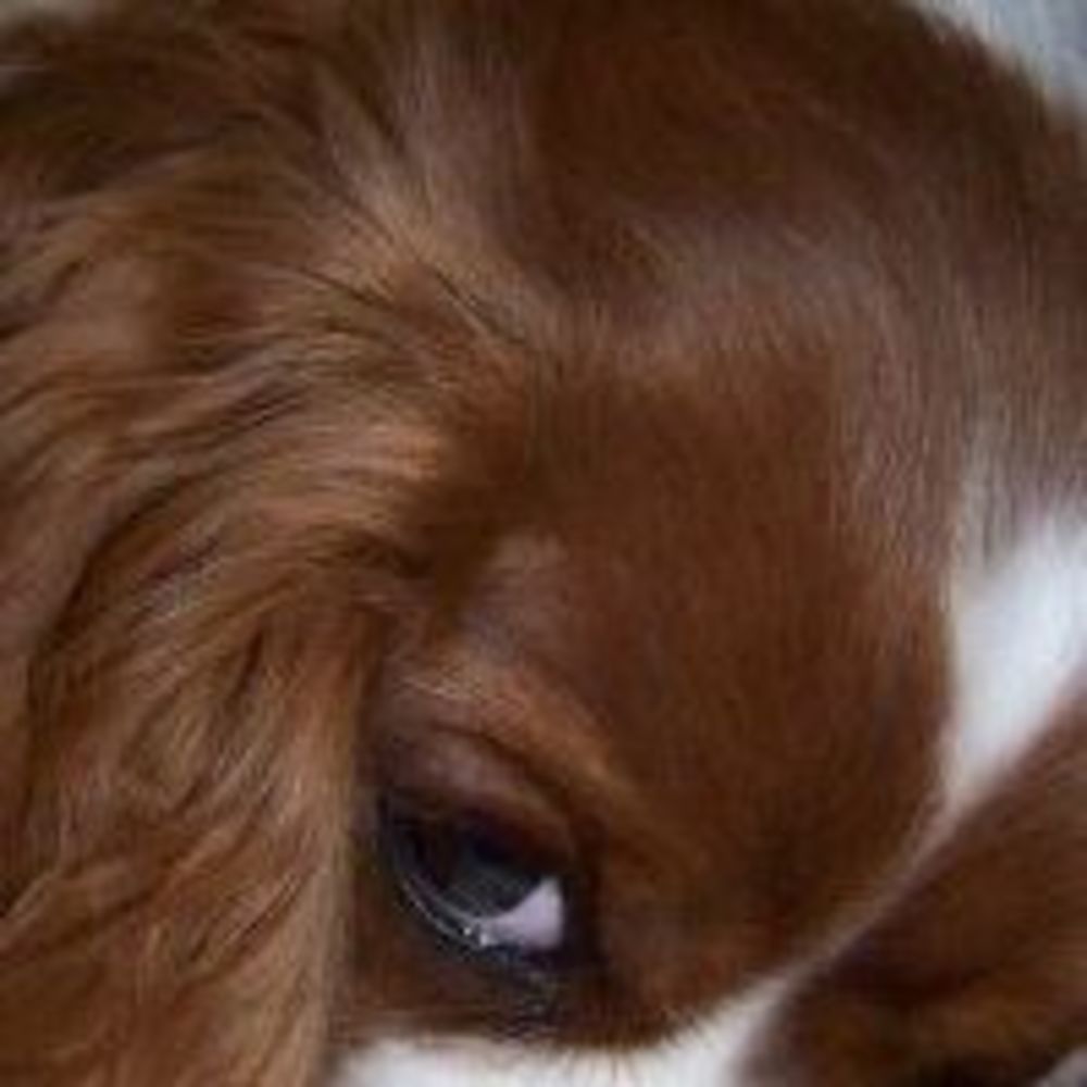 Meet your Posher, Alice